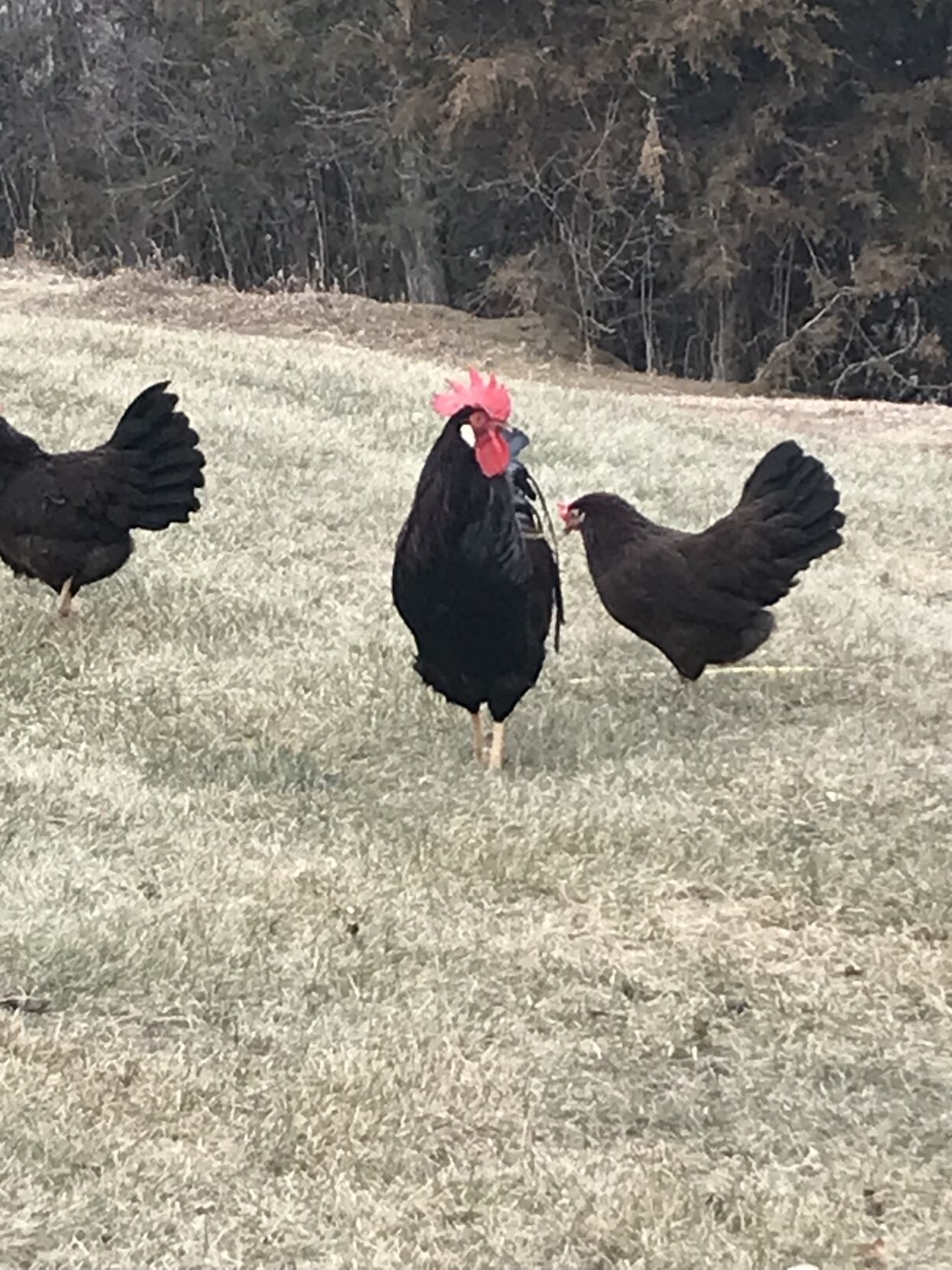 8 leghorn.JPG